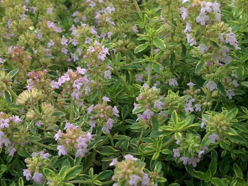 Thymus x citriodorus Lemon King Skalničky Zahradnictví Franc